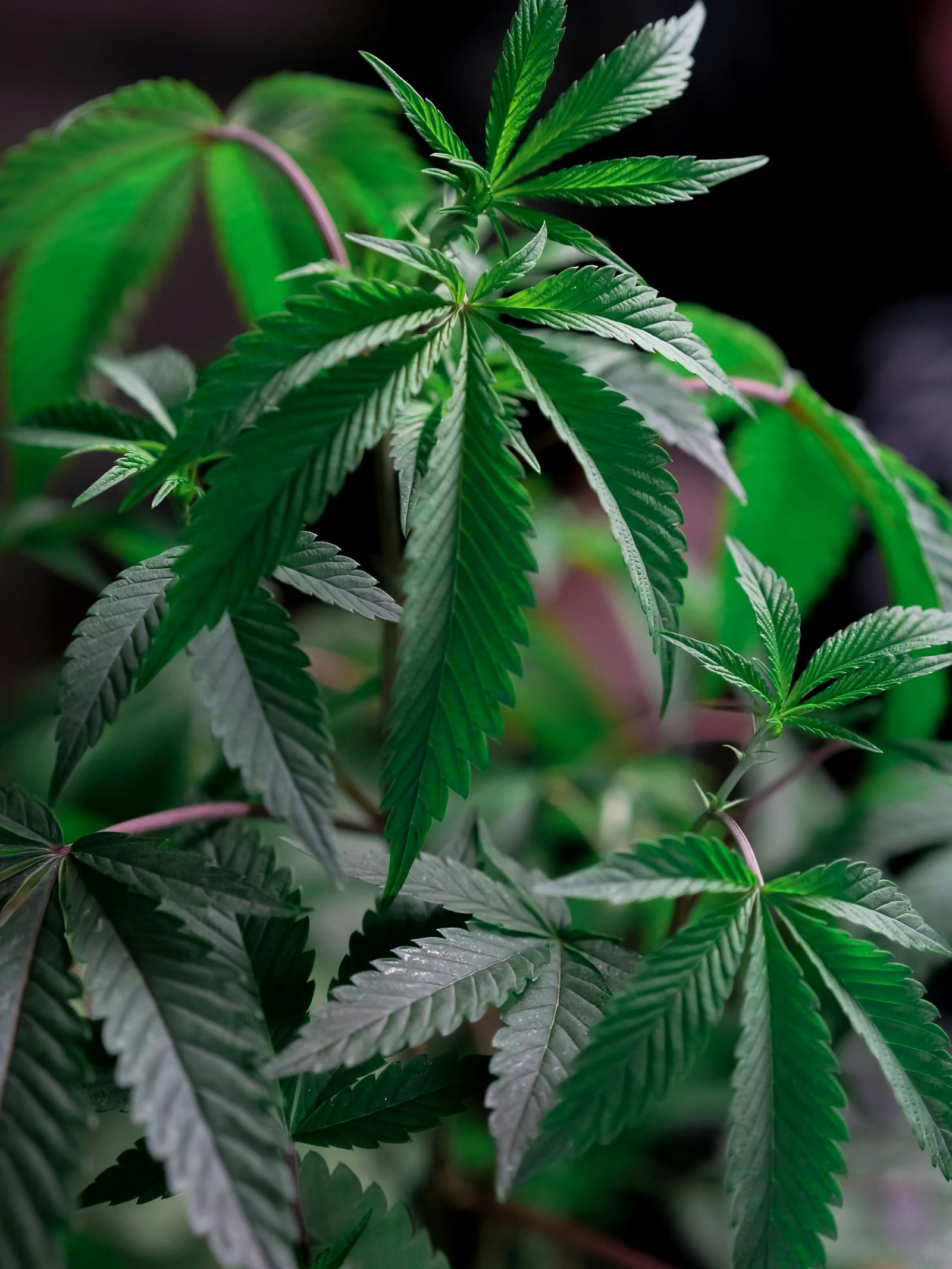 Close-up of lush green cannabis leaves showcasing natural growth and freshness.